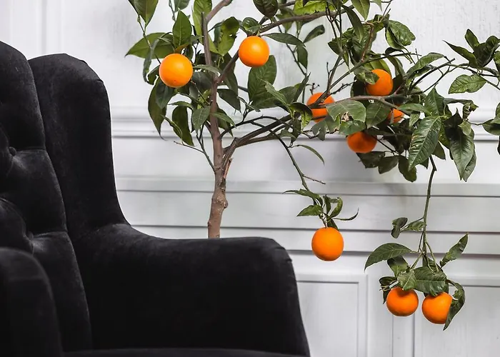 Matejki 8 شقة فندقية 4*